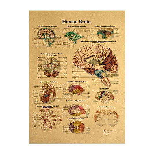 Kraft Paper Brain Anatomy Wall Poster 42 x 30 cm by HitMyNeed