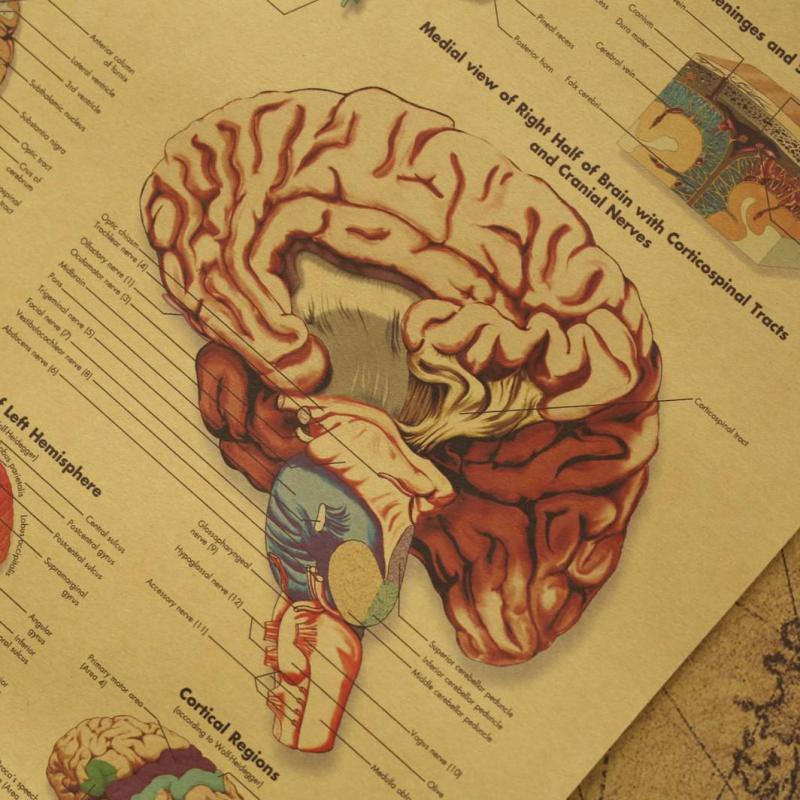 Kraft Paper Brain Anatomy Wall Poster 42 x 30 cm by HitMyNeed