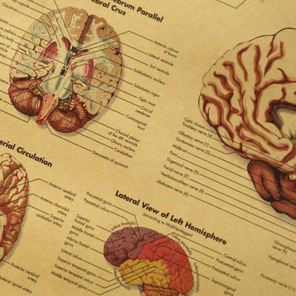 Kraft Paper Brain Anatomy Wall Poster 42 x 30 cm by HitMyNeed