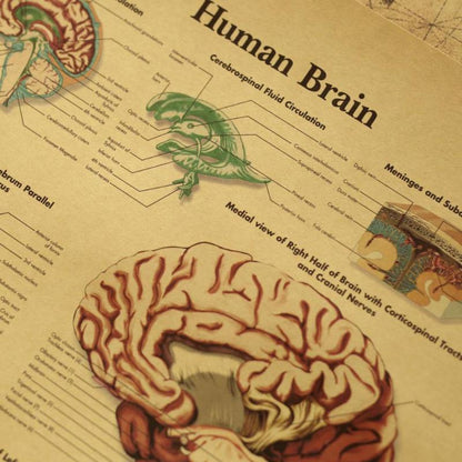Kraft Paper Brain Anatomy Wall Poster 42 x 30 cm by HitMyNeed