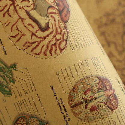 Kraft Paper Brain Anatomy Wall Poster 42 x 30 cm by HitMyNeed