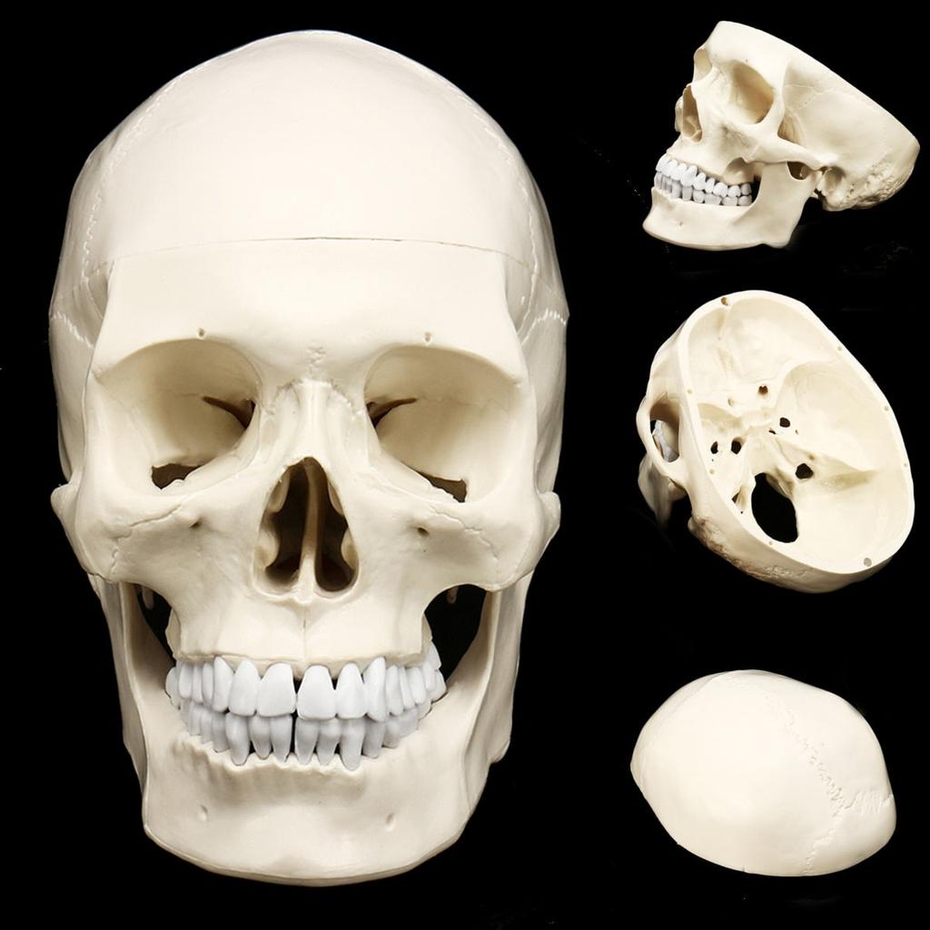 Life-Size Anatomic Human Skull Model with Removable Cap by HitMyNeed