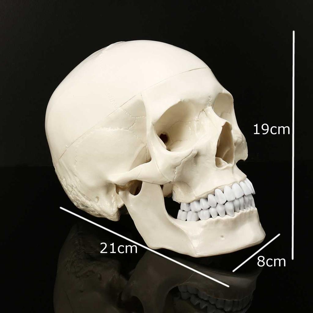 Life-Size Anatomic Human Skull Model with Removable Cap by HitMyNeed