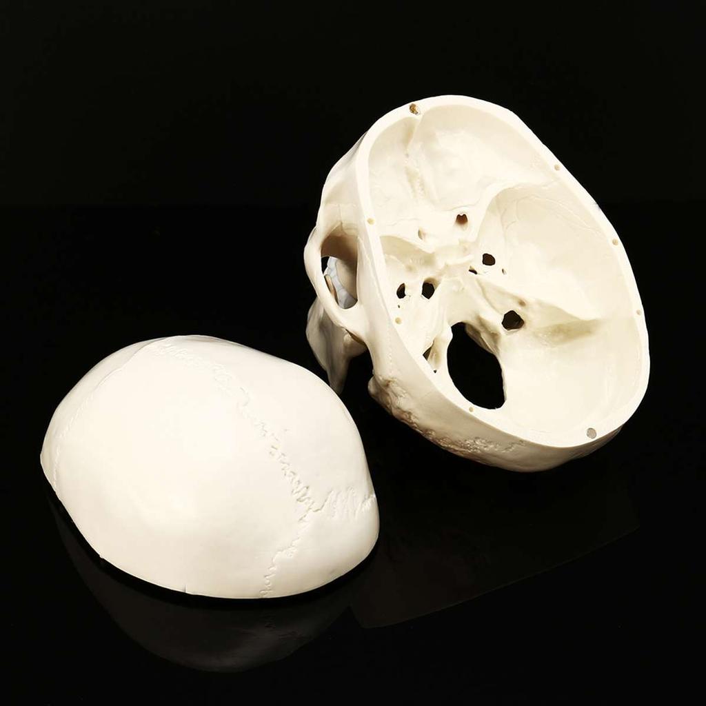 Life-Size Anatomic Human Skull Model with Removable Cap by HitMyNeed