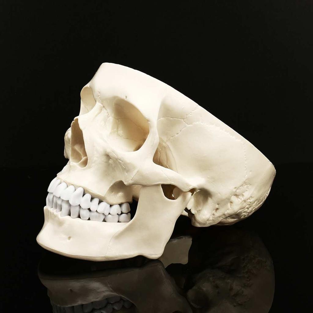 Life-Size Anatomic Human Skull Model with Removable Cap by HitMyNeed