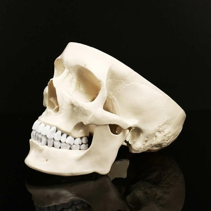 Life-Size Anatomic Human Skull Model with Removable Cap by HitMyNeed