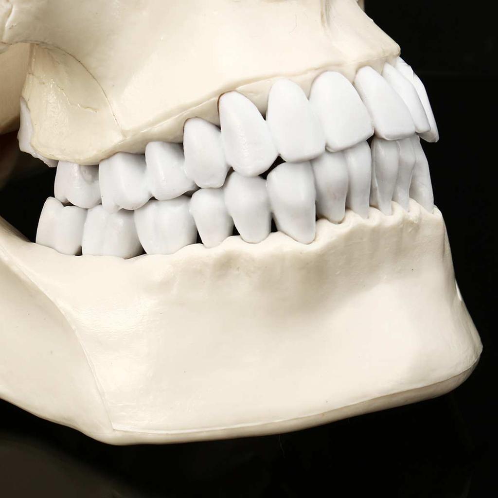 Life-Size Anatomic Human Skull Model with Removable Cap by HitMyNeed