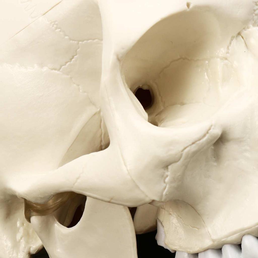 Life-Size Anatomic Human Skull Model with Removable Cap by HitMyNeed