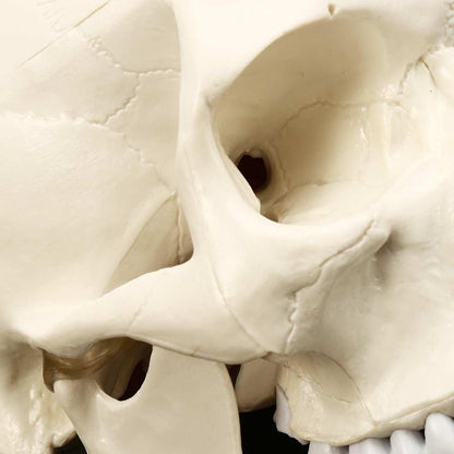 Life-Size Anatomic Human Skull Model with Removable Cap by HitMyNeed