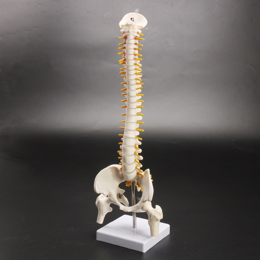 Life-Size Anatomical Human Spine Model with Base by HitMyNeed