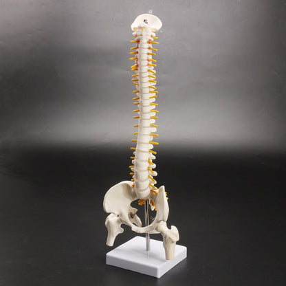 Life-Size Anatomical Human Spine Model with Base by HitMyNeed