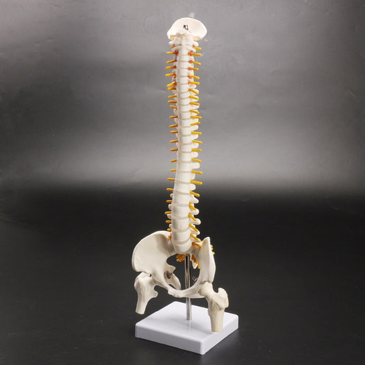 Life-Size Anatomical Human Spine Model with Base by HitMyNeed