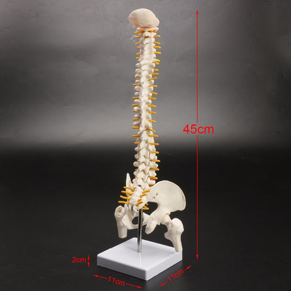 Life-Size Anatomical Human Spine Model with Base by HitMyNeed