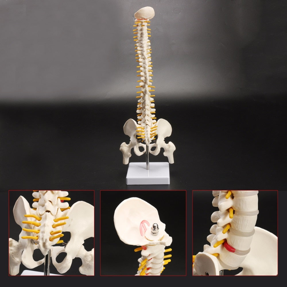Life-Size Anatomical Human Spine Model with Base by HitMyNeed