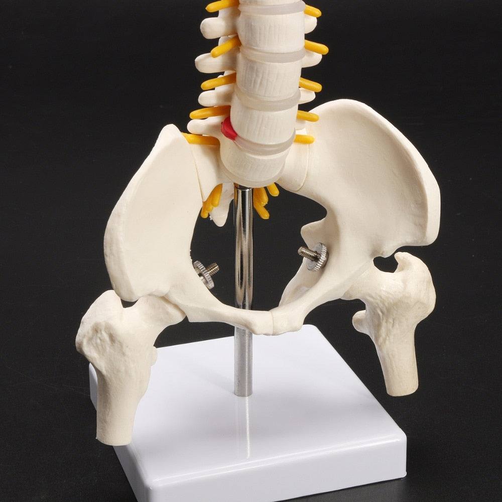 Life-Size Anatomical Human Spine Model with Base by HitMyNeed