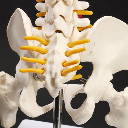 Life-Size Anatomical Human Spine Model with Base by HitMyNeed