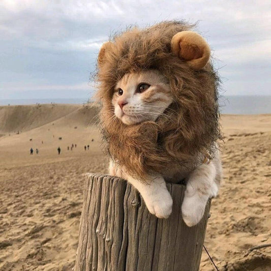 Lion Mane Head Cap Costume for Cats by HitMyNeed