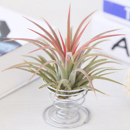 Metal Wire Air Plant Holder Stand by HitMyNeed