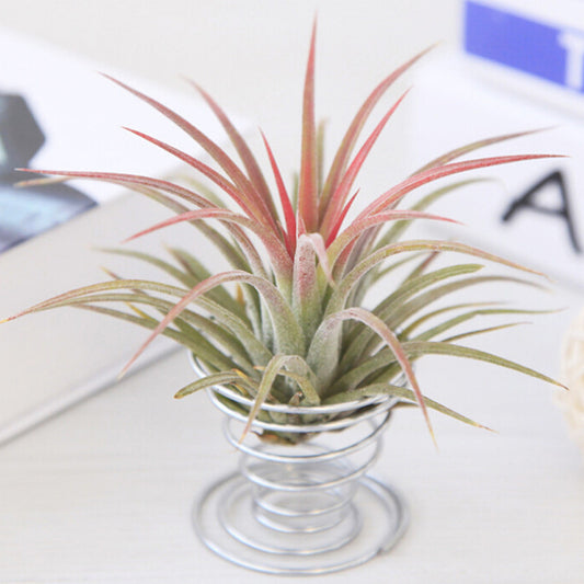 Metal Wire Air Plant Holder Stand by HitMyNeed