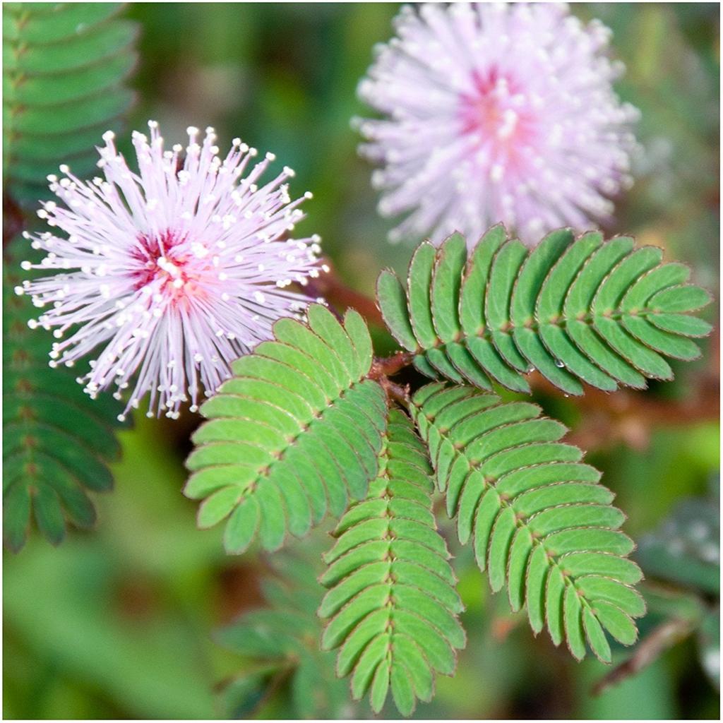 Mimosa Pudica Seeds - Sensitive Plant (100 Seeds) by HitMyNeed