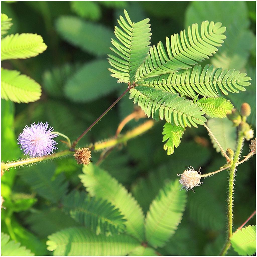 Mimosa Pudica Seeds - Sensitive Plant (100 Seeds) by HitMyNeed