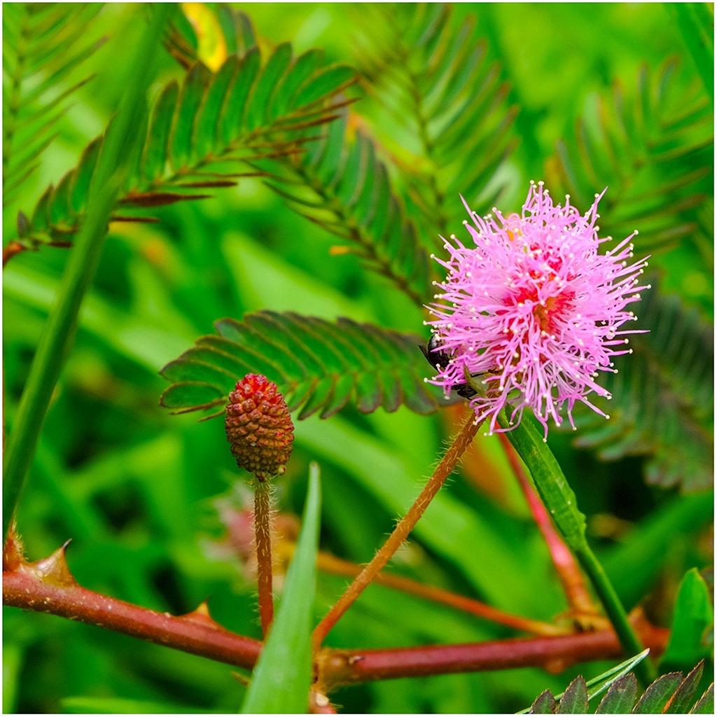 Mimosa Pudica Seeds - Sensitive Plant (100 Seeds) by HitMyNeed