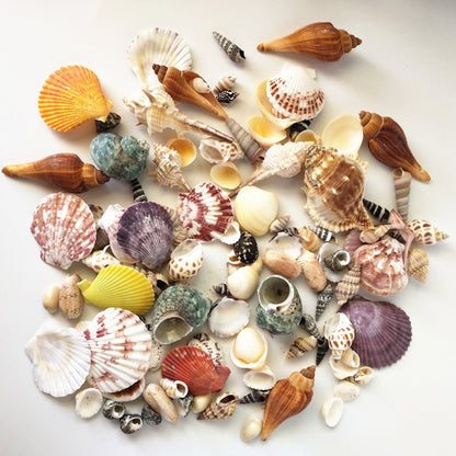 Mixed Real Seashells Set 120pcs for Crafts & Decor by HitMyNeed