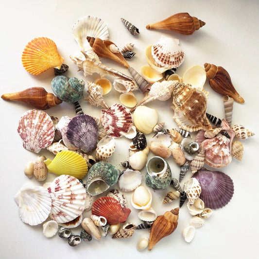 Mixed Real Seashells Set 120pcs for Crafts & Decor by HitMyNeed