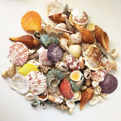 Mixed Real Seashells Set 120pcs for Crafts & Decor by HitMyNeed
