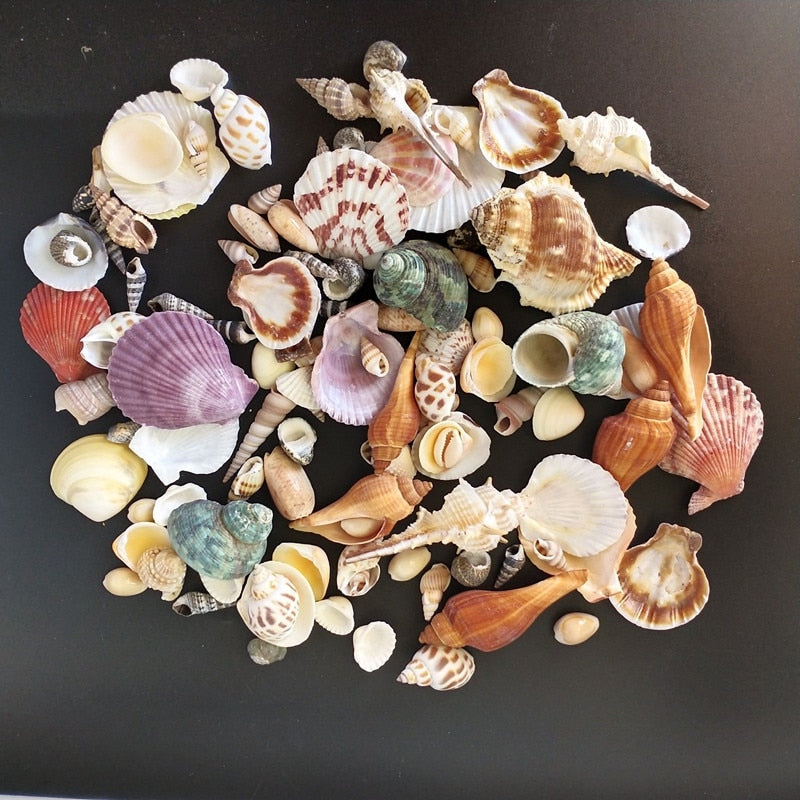 Mixed Real Seashells Set 120pcs for Crafts & Decor by HitMyNeed