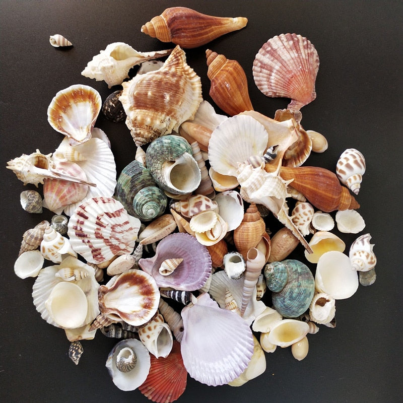 Mixed Real Seashells Set 120pcs for Crafts & Decor by HitMyNeed