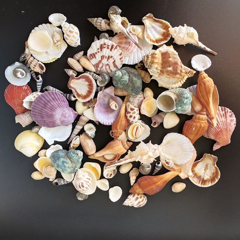 Mixed Real Seashells Set 120pcs for Crafts & Decor by HitMyNeed