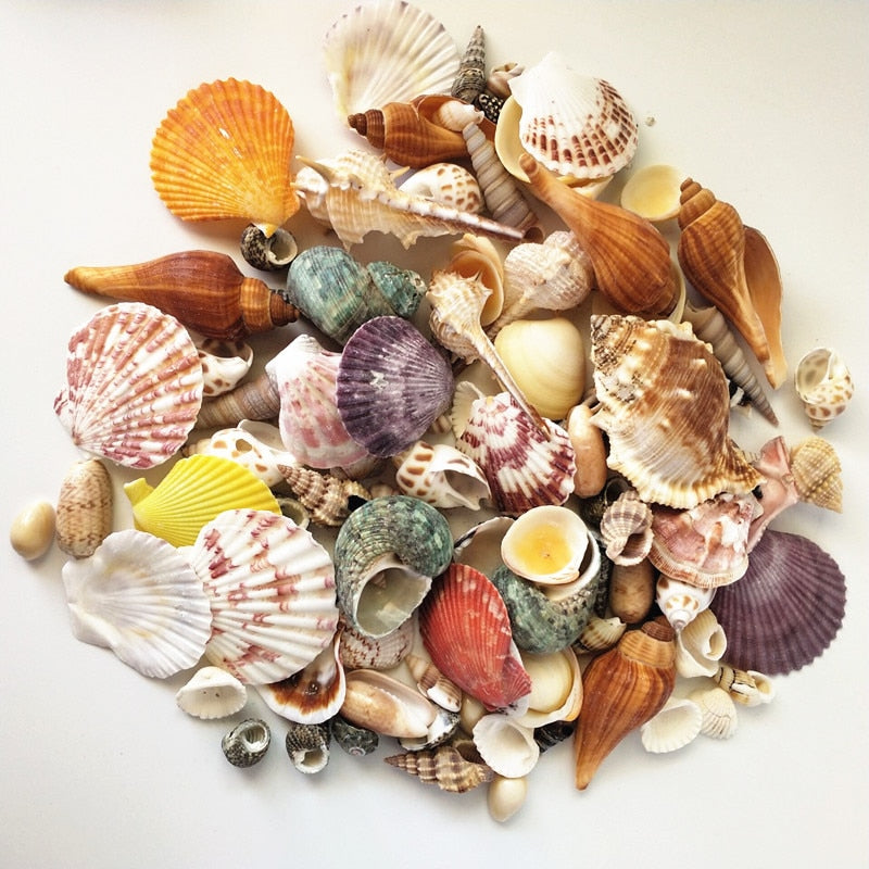 Mixed Real Seashells Set 120pcs for Crafts & Decor by HitMyNeed