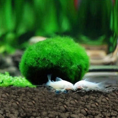 Moss Ball Aquarium Water Clarifier (3-4 cm) by HitMyNeed