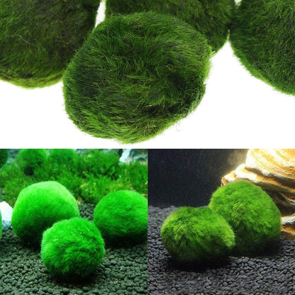 Moss Ball Aquarium Water Clarifier (3-4 cm) by HitMyNeed