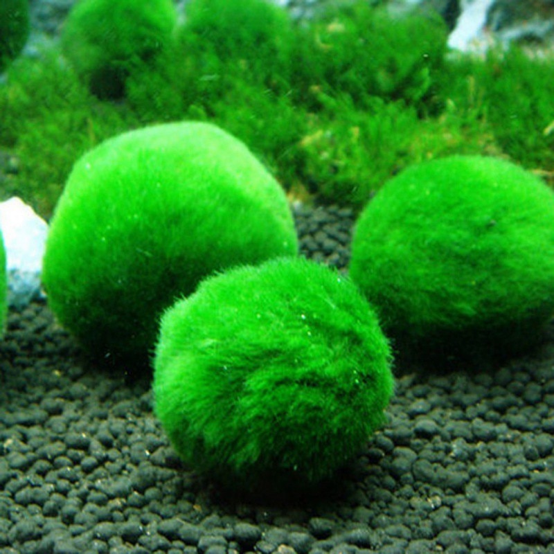 Moss Ball Aquarium Water Clarifier (3-4 cm) by HitMyNeed