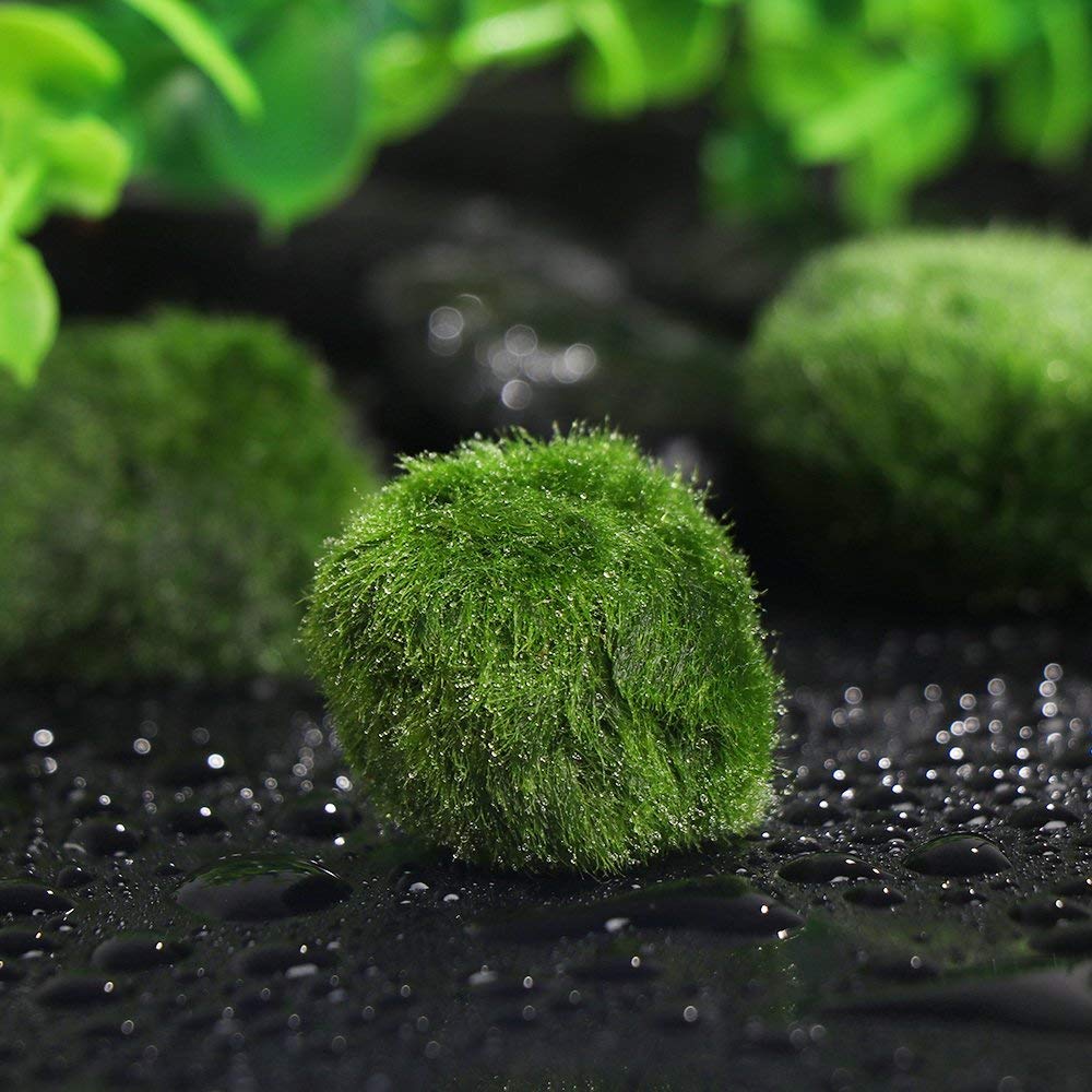 Moss Ball Aquarium Water Clarifier (3-4 cm) by HitMyNeed