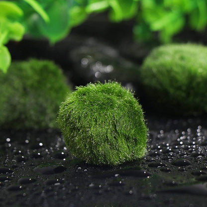 Moss Ball Aquarium Water Clarifier (3-4 cm) by HitMyNeed