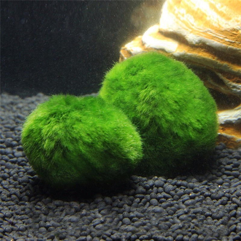 Moss Ball Aquarium Water Clarifier (3-4 cm) by HitMyNeed