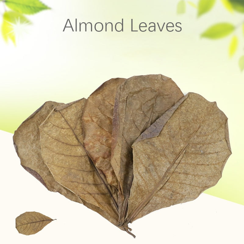 Natural Almond Leaves for Aquarium (500 Pack) by HitMyNeed