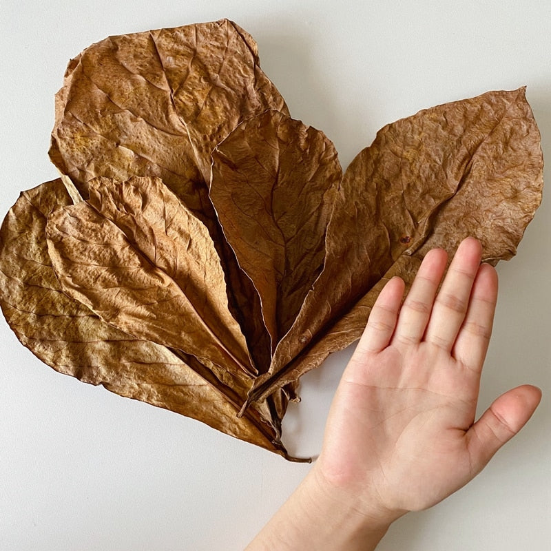 Natural Almond Leaves for Aquarium (500 Pack) by HitMyNeed