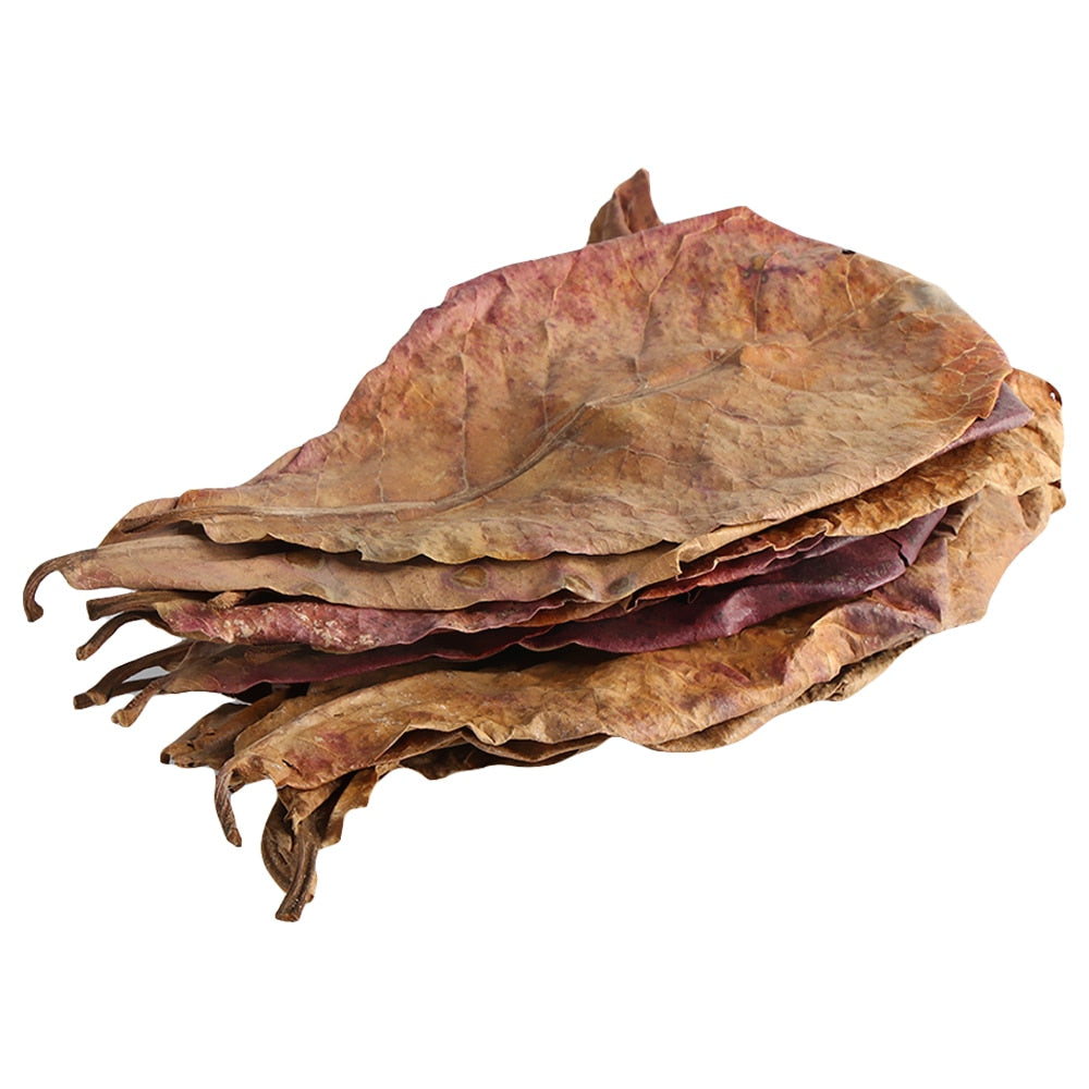 Natural Almond Leaves for Aquarium (500 Pack) by HitMyNeed