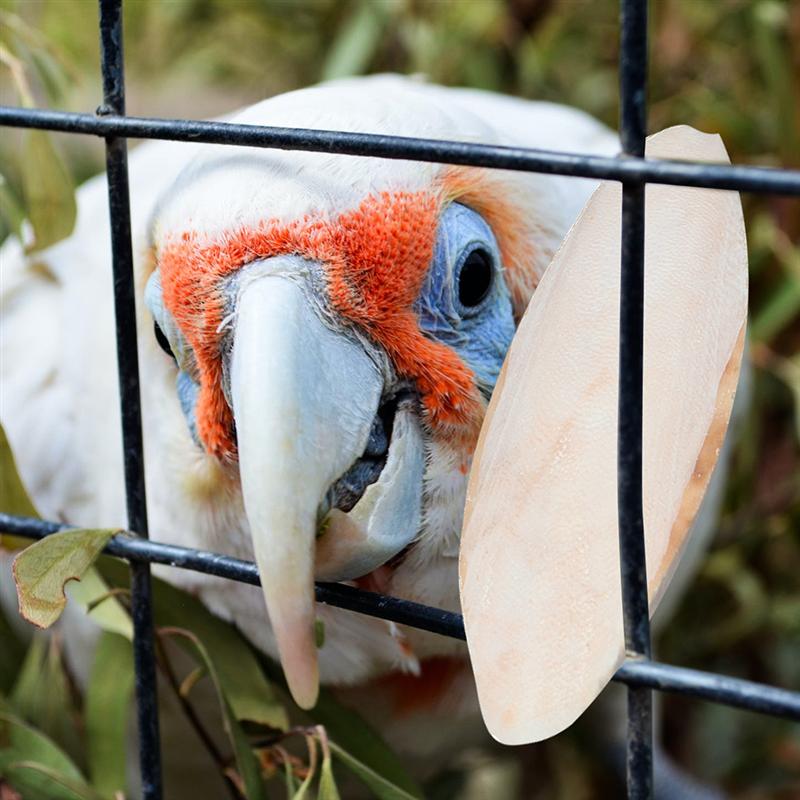 Natural Bird Cuttlebones Chew Toys, 10 Pack by HitMyNeed