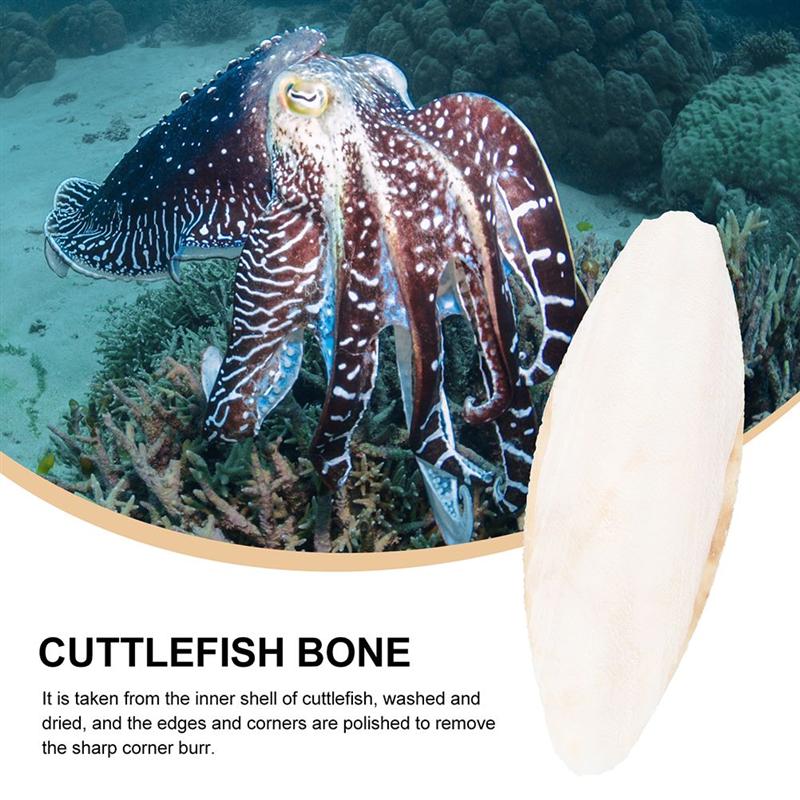 Natural Bird Cuttlebones Chew Toys, 10 Pack by HitMyNeed