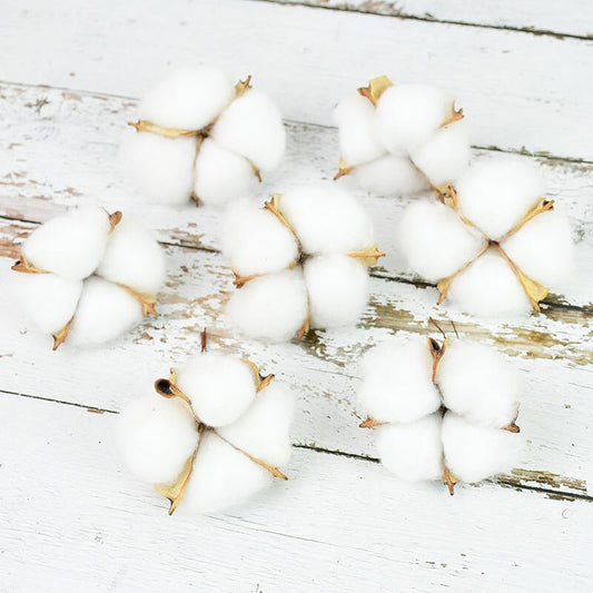 Natural Dried Cotton Flowers Stems (Set of 10) by HitMyNeed
