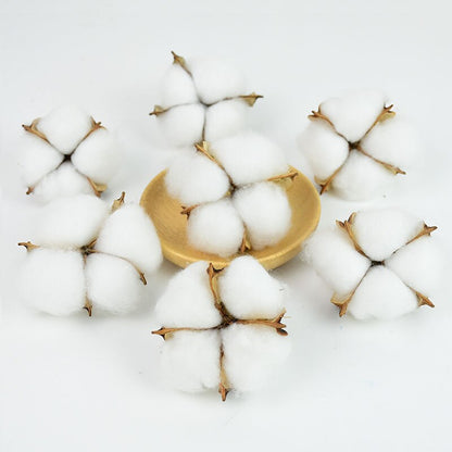 Natural Dried Cotton Flowers Stems (Set of 10) by HitMyNeed