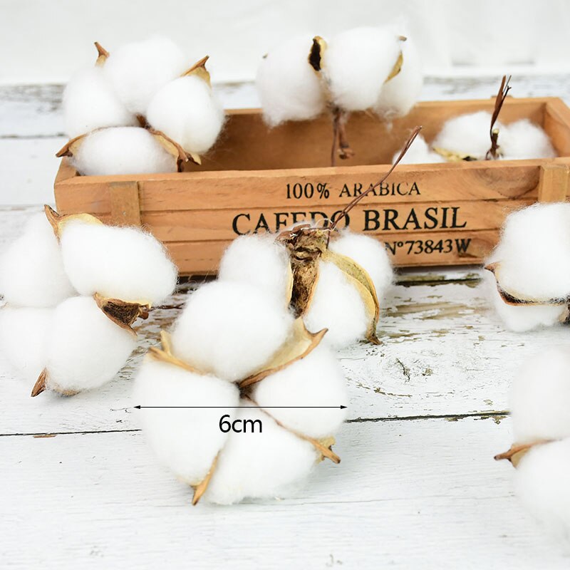 Natural Dried Cotton Flowers Stems (Set of 10) by HitMyNeed