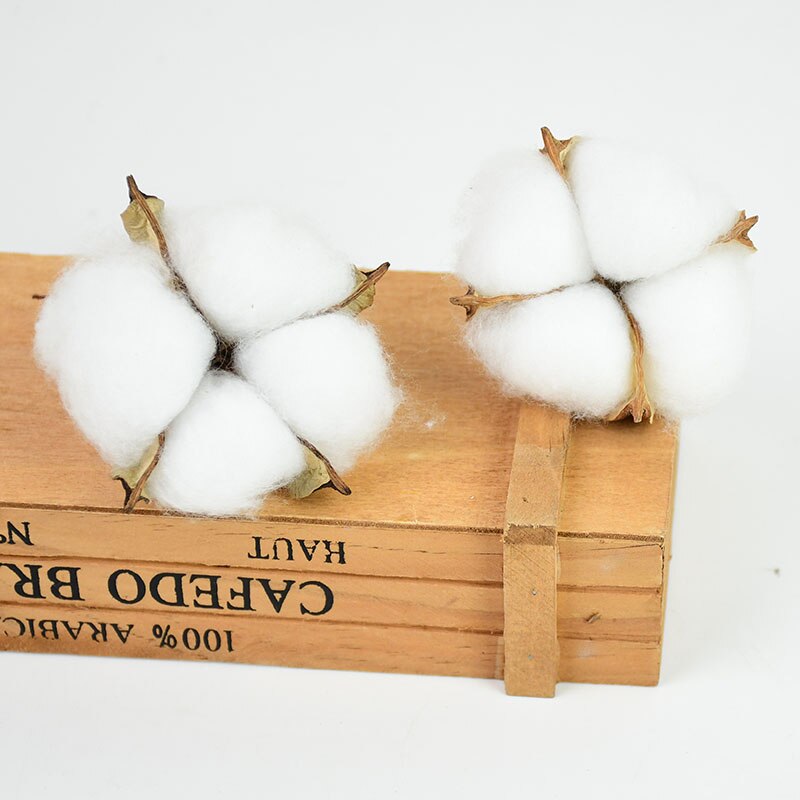 Natural Dried Cotton Flowers Stems (Set of 10) by HitMyNeed