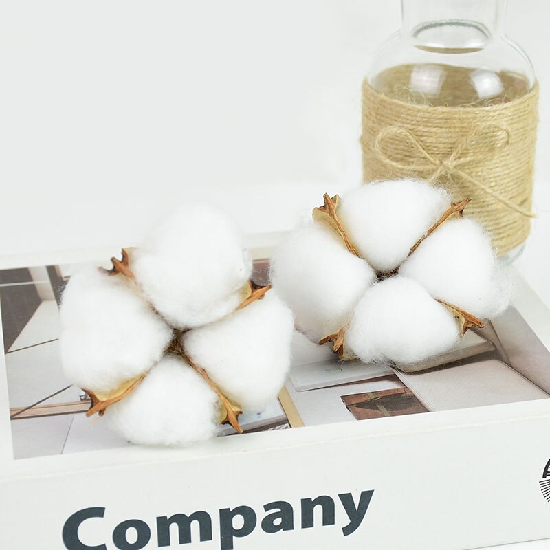 Natural Dried Cotton Flowers Stems (Set of 10) by HitMyNeed