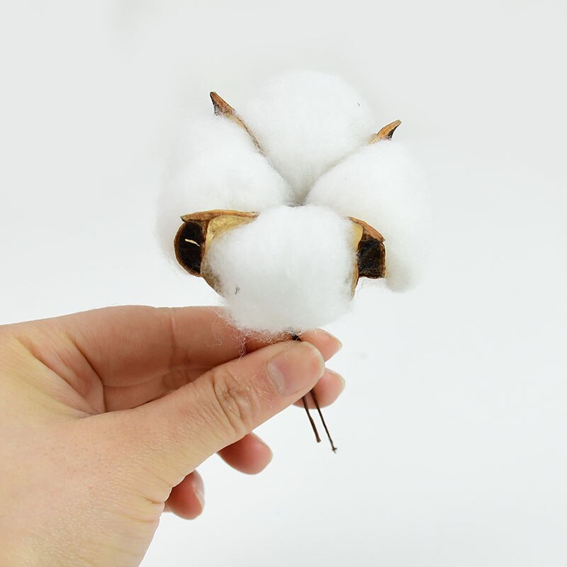 Natural Dried Cotton Flowers Stems (Set of 10) by HitMyNeed